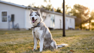 Dog grass house leash blurry - a leash free wallpaper