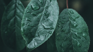Green leaf water drops photorealism - drop of water free wallpaper