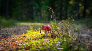 Red mushroom woods trail ecological - grass free wallpaper