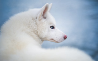 White dog blue eyes photorealistic - the distance free wallpaper for desktop