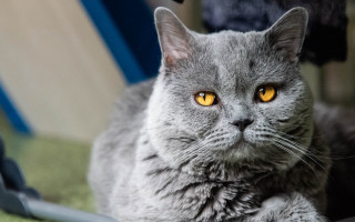 Gray cat yellow eyes sitting - a gray cat free wallpaper