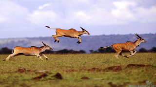 Antelope running field sky clouds - chris labrooy free wallpaper