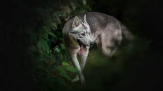 Gray wolf holography blue eyes - the dark forest free wallpaper