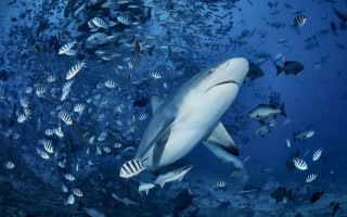 Shark small fish diver ocean - damien hirst free wallpaper