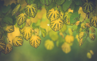 Green yellow leaves sunlight butterfly - fine foliage lace free wallpaper