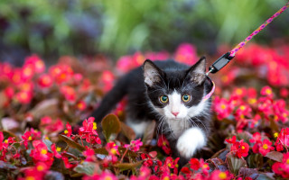 Black white cat flower field - a leash free wallpaper
