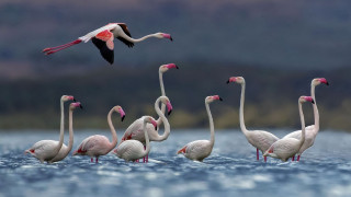 Flamingos water birds ocean sky - above them free wallpaper
