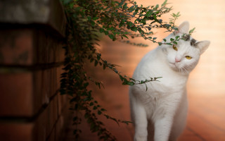 White cat plant wooden floor - a wooden floor free wallpaper