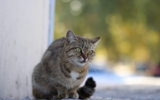 Cat bokeh sky outdoors animal - a blurry background of trees free wallpaper