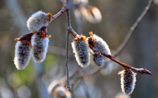 Fuzzy flowers branch sun blurry - branch free wallpaper