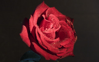 Red rose water droplets macro 36 - a red rose free wallpaper for desktop