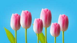 Pink flowers green stems blue - single free wallpaper