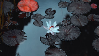 White flower pond lily butterfly - lily pad free wallpaper