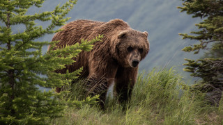 Brown bear forest mountains nature - a brown bear free wallpaper