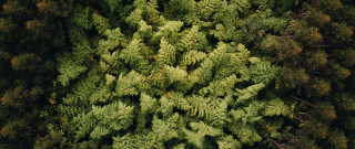 Forest view leaves trees nature - a few leaf free wallpaper