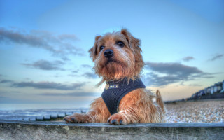 Dog harness fence ocean beach - heroic free wallpaper
