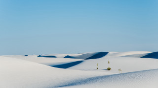Snowy trees field blue sky - a minimalist painting free wallpaper