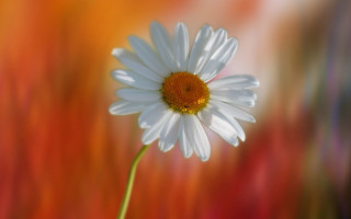 White flower yellow center blurry 2 - soft free wallpaper