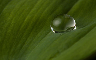 Water drop green leaf macro 9 - a drop of water free wallpaper