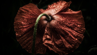 Red flower water droplets macro 7 - a red flower free wallpaper