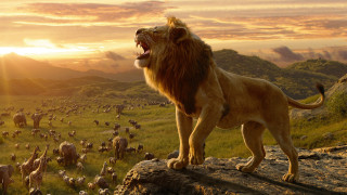 Lion rock animals sunset beach - cinematic free wallpaper for desktop