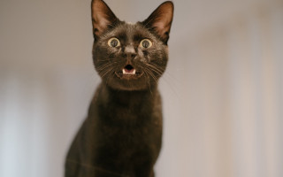 Black cat surprised upward white - a black cat free wallpaper
