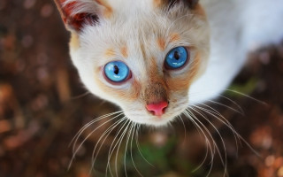 Blue eyes cat macro bokeh - blue eye free wallpaper for desktop