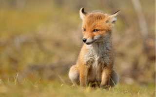 Sad fox grass field furry - a small fox free wallpaper