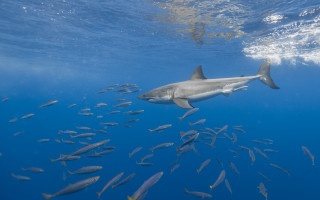Large shark ocean fish rayonism - fish free wallpaper