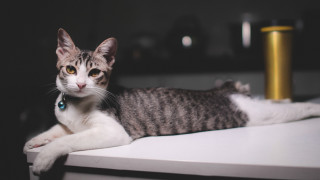 Cat blue tag yellow background - glamor pose free wallpaper