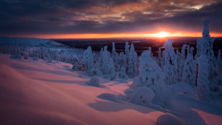 Sunset snowy forest bird city - bruno liljefors free wallpaper