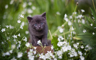 Gray kitten blue eyes flower - curious free wallpaper