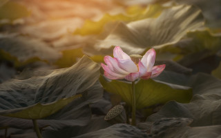 Pink lotus field sunset photorealistic - arthur pan free wallpaper