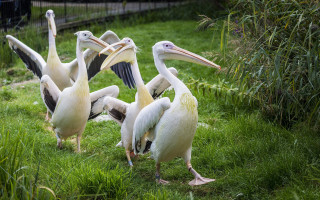Pelicans group standing open beaks - the grass together free wallpaper