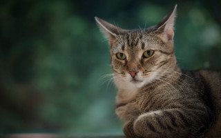 Cat table camera blurry background - the background free wallpaper