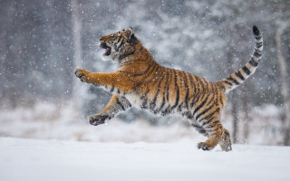 Tiger jumping snow woods artur - a tiger free wallpaper
