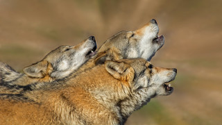 Wolf sky ground furry photorealistic - caspar wolf free wallpaper