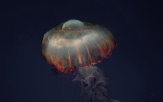 Jellyfish night bioluminescence holography arie - bioluminescence free wallpaper