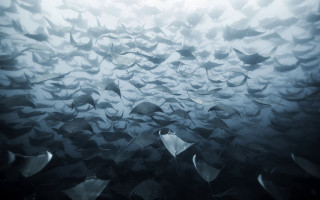 Large fish group underwater ocean - underwater free wallpaper