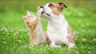 Dog cat playing grass flowers - animal free wallpaper