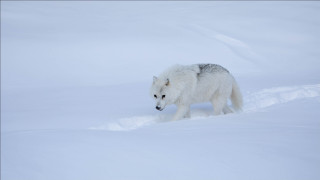 Lone wolf snow winter outdoors - caspar wolf free wallpaper