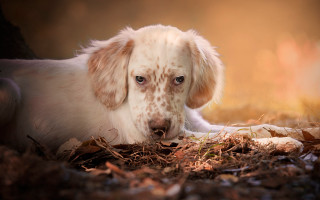 Dog laying in dirt blurry - the dirt free wallpaper