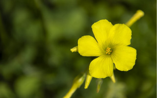 Yellow flower bokeh daisy sunflower - a yellow center free wallpaper