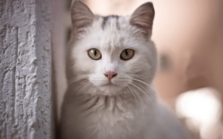 White cat sad look blurry - a white cat free wallpaper