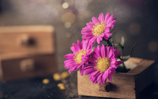 Wooden box pink flowers ring - a box free wallpaper
