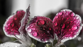 Flower water droplets strawberry macro - petal free wallpaper for desktop