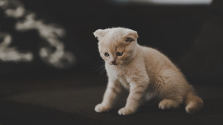 Small kitten couch sad eyes - e. william gollings free wallpaper