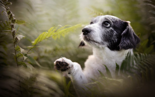 Dog paw up looking nature - its paw free wallpaper