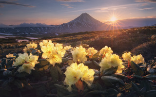 Yellow flowers mountain sunset lake - a mountain in the background free wallpaper for desktop