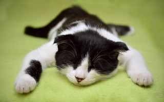 Black white cat laying on 2 - flat free wallpaper